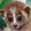 slow loris