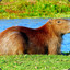 Papai Capivara