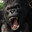 King Kong