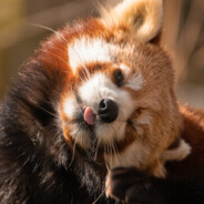 Red Panda Steam avatar