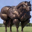 horse on Steroids