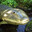 tiktaalik enjoyer 🐊