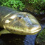 tiktaalik enjoyer 🐊's avatar