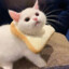云雾
