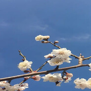 метадоновая дава