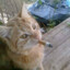 El gato feedeador