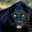 cougar_lc