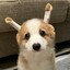 装什么大白兔