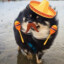 Bandito Dog