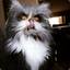 Nyan_Warrior