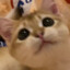 yulinlinlin