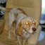 Laserdog