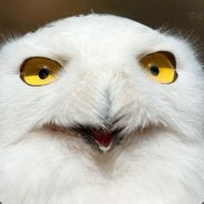 DodMoshe - steam id 76561197961199416