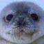send cute seal pics