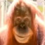 Devious Orangutan
