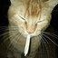 Leon