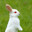 s1bunny