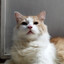 koji