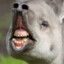 Grimple snart