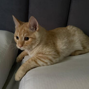 Z 1mℙ€₽ḼїⓖH7 Z