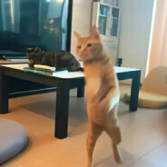 去码头整点薯条