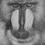 baboon.tif