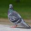 Pigeon