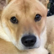 输了朋友变猫娘QWQ