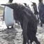 chud ass penguin