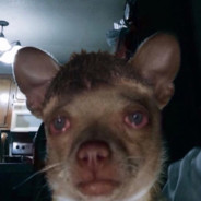 Ricky Dicky DOO DOO BEAR