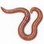 A worm