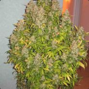 AnOnYm3 => High THC Level