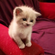 люблюняшка