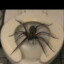 toilet spider