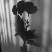 Shadow - steam id 76561198175123897