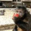 macaco tomando askov