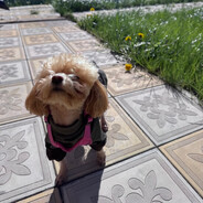 Сладенькая