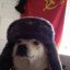 Comrade dog