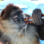 DrunkMonke