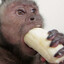 Chmonky