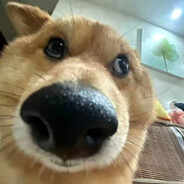 悲伤哭泣小丑鹰