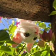 爱吃草的七匹狼