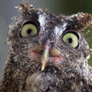 (ДОБРАЯ) CǾBA