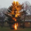 Austrian Exploding Tree