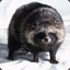 tanuki42
