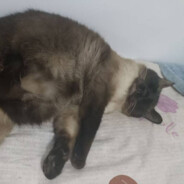 廣東恐怖雙馬尾