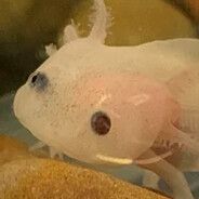 AliYaBoi avatar