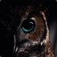 Dark Owl