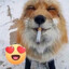 FoXy