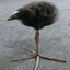 Birb